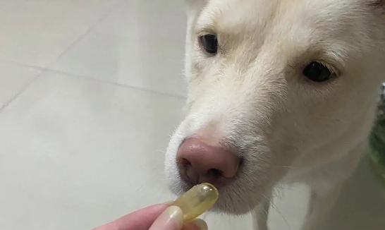 狗狗鱼油推荐