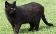 哈瓦那棕猫怎么洗澡？来这里看看吧~
