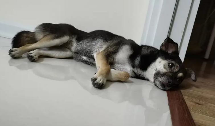 狗狗直接睡地板砖上没事吧