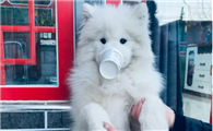狗狗可以喝什么牌子的酸奶