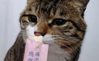 两个月幼猫可以吃猫条吗