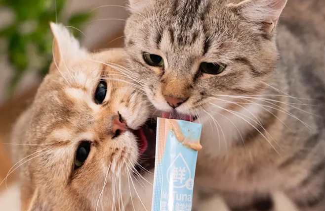 小猫可以吃猫条吗