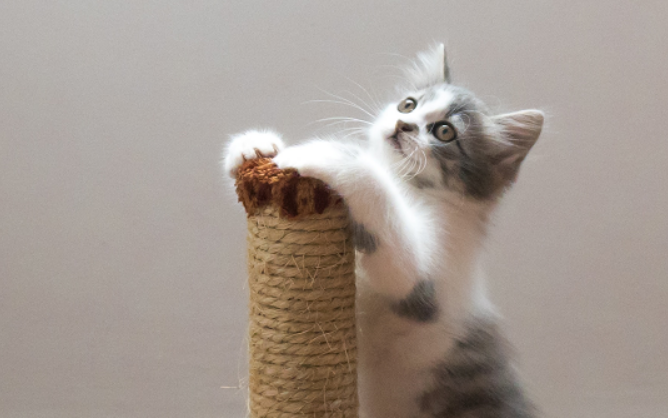 猫咪想念主人的表现,你们知道有哪些吗? 猫咪想念主人的表现,你们知道有哪些吗?