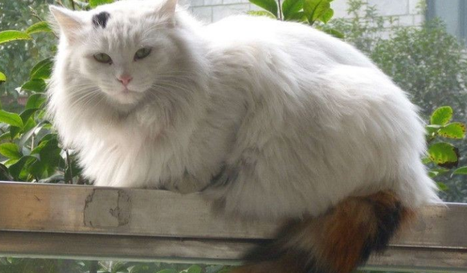 波斯猫是哪个国家的品种?来了解一下起源 波斯猫是哪个国家的品种?来了解一下起源