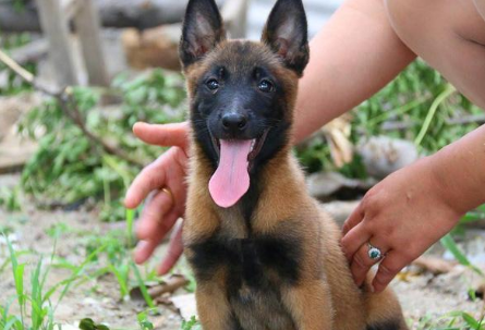 马犬看家护院怎么样？具体看这里！
