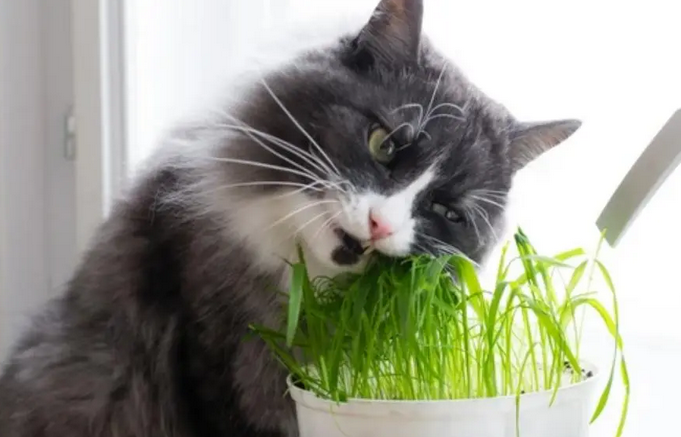 最好的猫草是什么 最好的猫草是什么