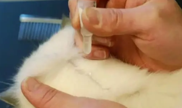 宠物猫体外驱虫吗