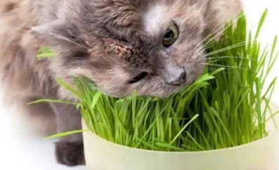 猫草是怎么用的 猫草是怎么用的