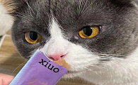 猫咪可以吃猫条吗