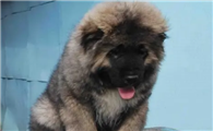 怎么治疗高加索犬螨虫病？小编来告诉你！