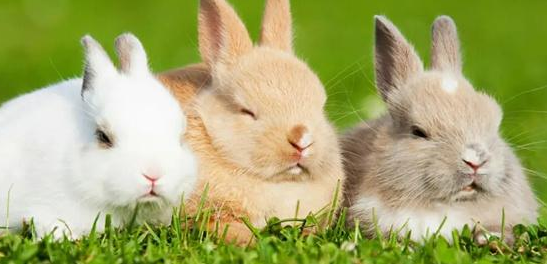 怎么让兔子吃兔粮
