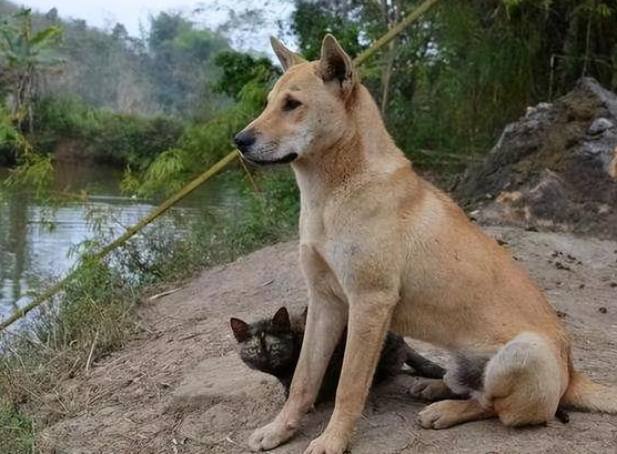 土狗一生会认几个主人?这么多~ 土狗一生会认几个主人?这么多~