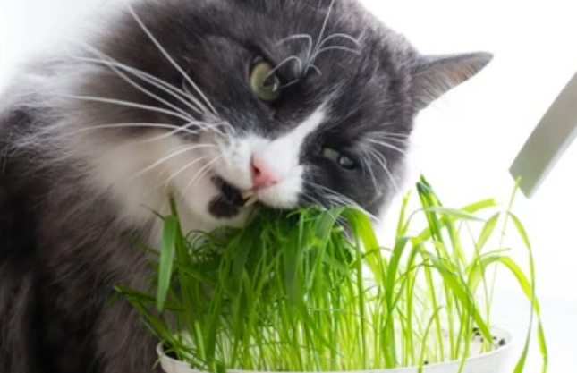 猫草是小麦苗吗 猫草是小麦苗吗