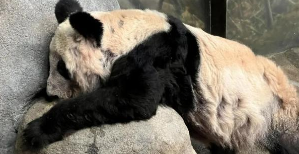 可爱熊猫和花被连续夺笋后爆红，丫丫瘦骨嶙峋让人心疼