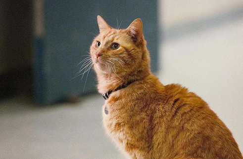 橘猫为什么是噬元兽?感兴趣的来了解下吧 橘猫为什么是噬元兽?感兴趣的来了解下吧