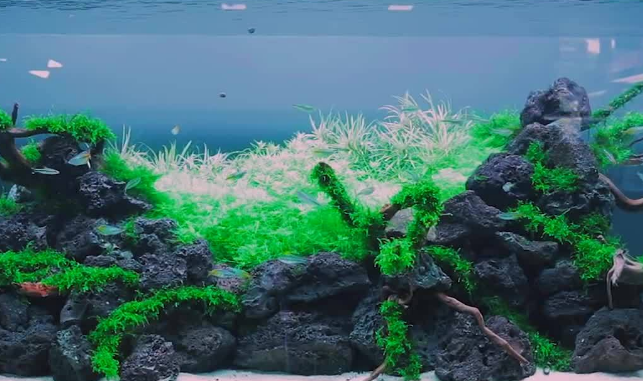 鱼缸里养水草好吗?需要注意什么