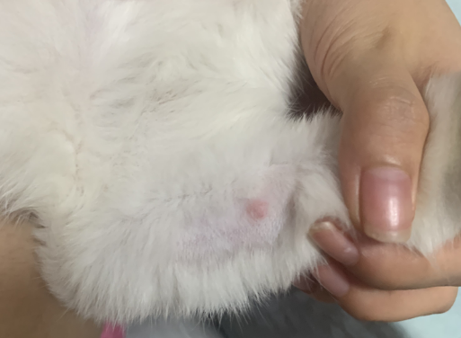 猫咪背上皮下长了肿块，一定要注意！