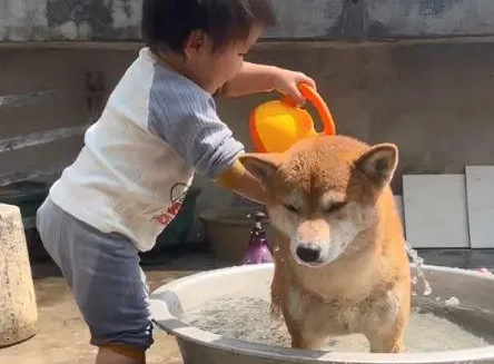 狗女儿给柴犬洗澡时，女子瞥了眼狗狗后笑抽