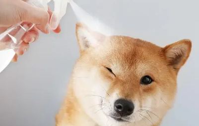 宠物消毒液厂家