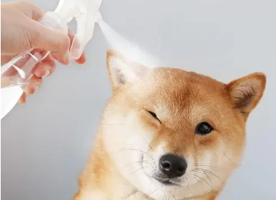 消毒液能杀死狗吗
