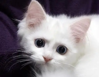 猫为什么喜欢穿拖鞋？来了解下吧