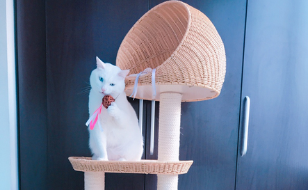 猫爬架比较好的品牌