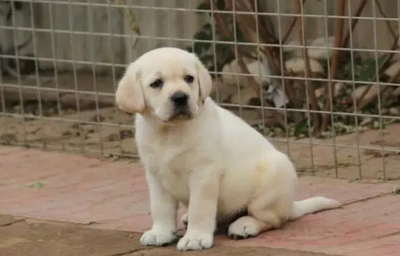 伴侣犬有哪些品种?来看看吧 伴侣犬有哪些品种?来看看吧