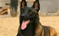 养马犬的好处