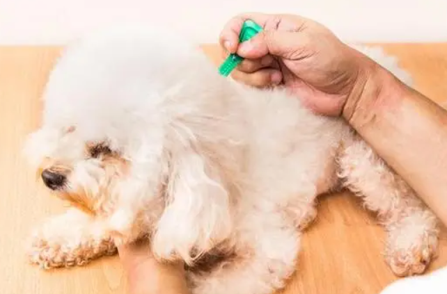 宠物驱虫用什么