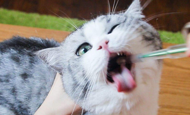 猫总是不停空咀嚼怎么回事?答案在这里 猫总是不停空咀嚼怎么回事?答案在这里