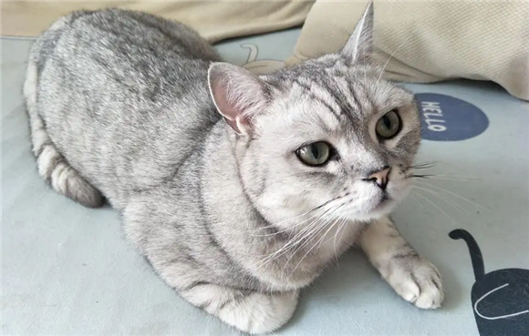 猫咪为什么喜欢抱着手蹬?原因其实很简单 猫咪为什么喜欢抱着手蹬?原因其实很简单