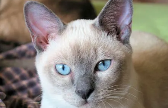 怎么训练东奇尼猫装死?感兴趣的可以来看看 怎么训练东奇尼猫装死?感兴趣的可以来看看