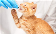 猫咪咳嗽药推荐
