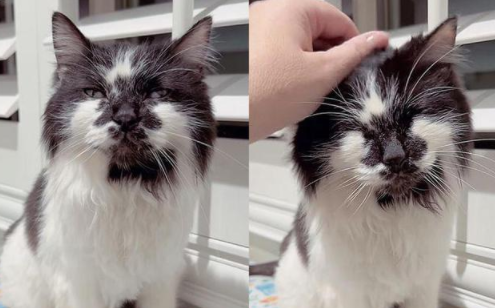 被遗弃在停车位的猫感谢它的新主人，带给了它新生命