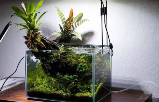鱼缸有水怎么种水草