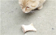 猫为什么不吃骨头?怎样处理?