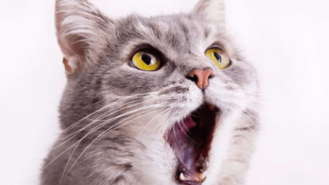 猫咪口臭怎么解决?家里猫咪有口臭问题的快来看看了。 猫咪口臭怎么解决?家里猫咪有口臭问题的快来看看了。