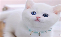 一个矮脚猫多少钱