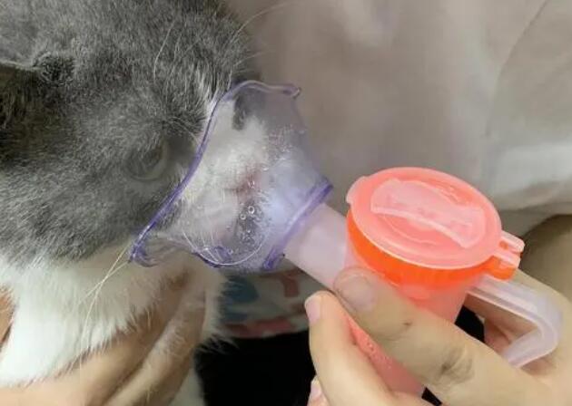 猫咪咳嗽雾化用什么药