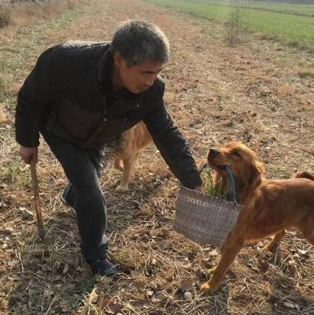 大叔为解闷养十多只金毛狗,训练它们干农活 大叔为解闷养十多只金毛狗,训练它们干农活