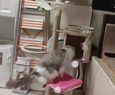 猫爬架买什么材质的好