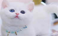 一只小矮脚猫多少钱