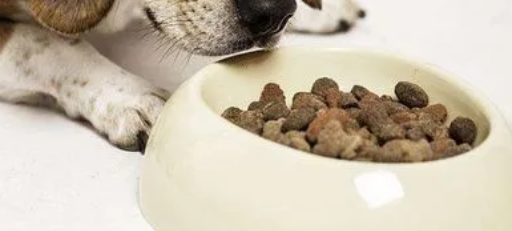 宠物“老龄化” 欧冠老年犬粮为它定制营养 宠物“老龄化” 欧冠老年犬粮为它定制营养