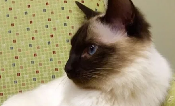 巴厘猫吃什么，你们的知道吗？