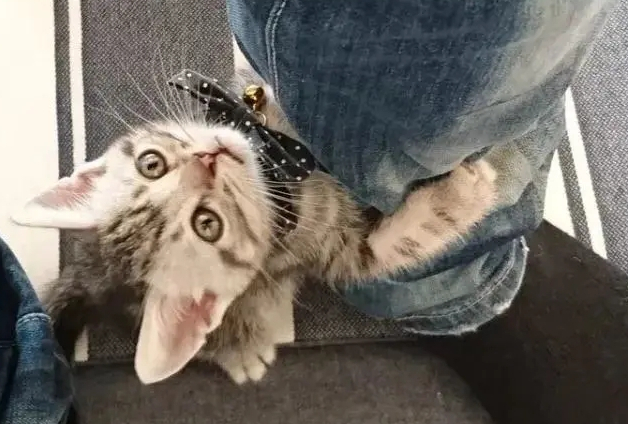 打完猫后猫原谅你的表现