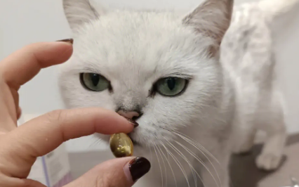 什么鱼油猫咪吃比较好
