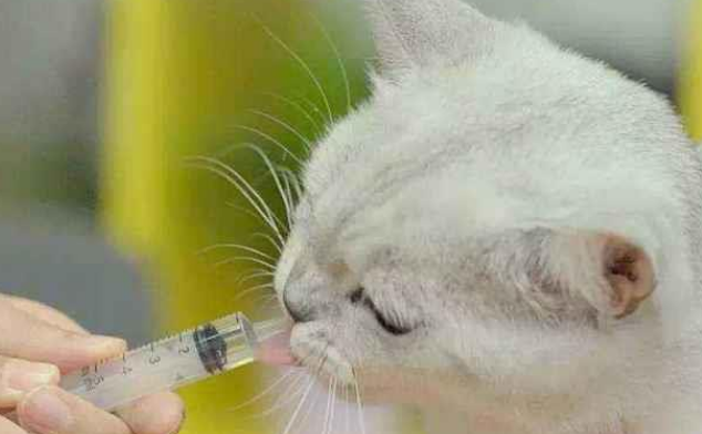 宠物感冒药多少钱