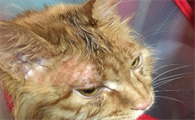 猫癣只吃内服能治好吗？主人来看看吧
