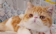 家里养什么猫最干净