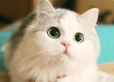 猫子宫蓄脓初期症状?这里可以了解~ 猫子宫蓄脓初期症状?这里可以了解~